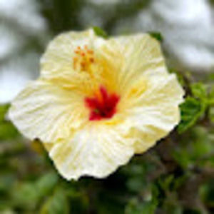 Meet your Posher, Antonia